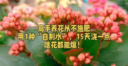 家庭养花用生根粉