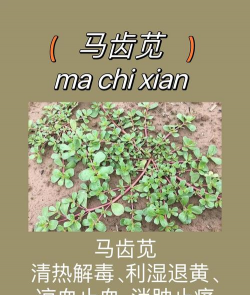 野生马齿苋如何繁殖