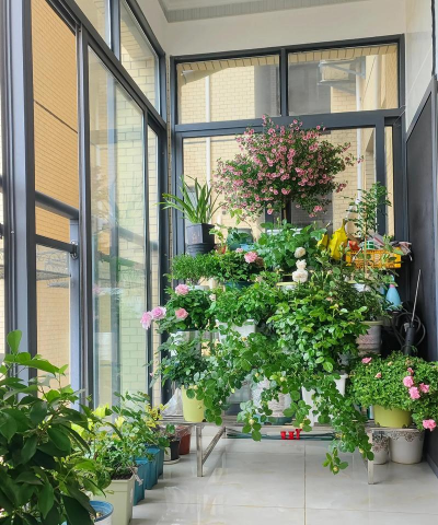 家庭养花用生根粉