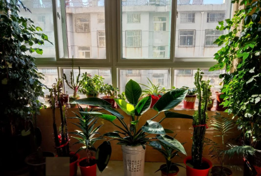 家庭养花用生根粉