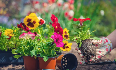 家庭养花用生根粉