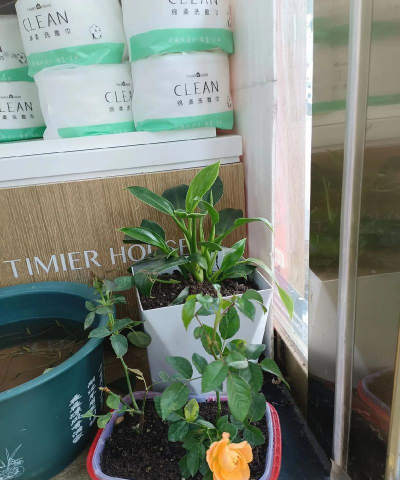 家庭养花用生根粉