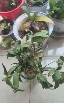 家庭养花用生根粉