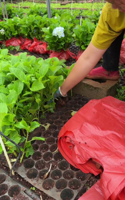 家庭养花用生根粉