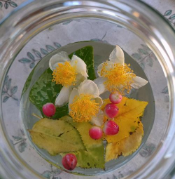 海藻籽泡水养花