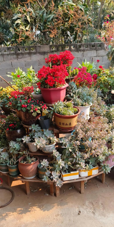 家庭养花用生根粉