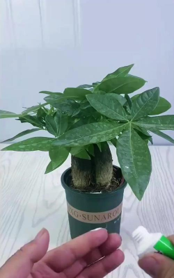 家庭养花用生根粉