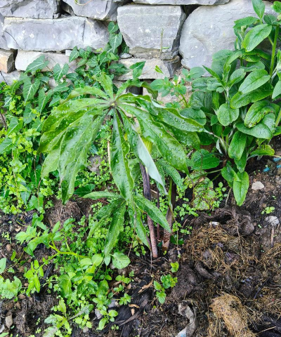 家庭养花用生根粉