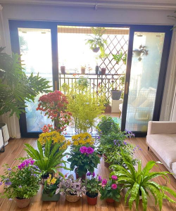 家庭养花用生根粉