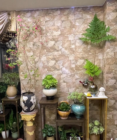 家庭养花用生根粉