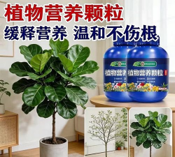 家庭养花用生根粉