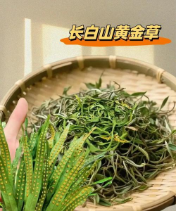 黄金草花语是什么
