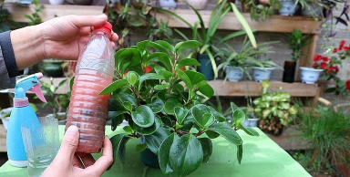 家庭养花用生根粉