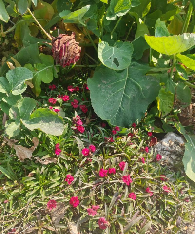 南方路边花叫什么