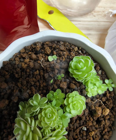 家庭养花用生根粉