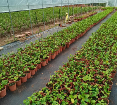 家庭养花用生根粉