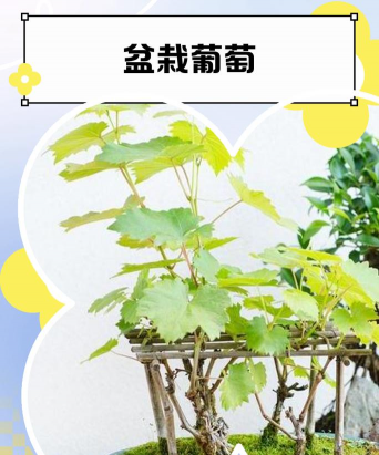 家里葡萄熟了怎么养花