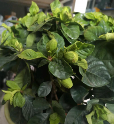 家庭养花用生根粉