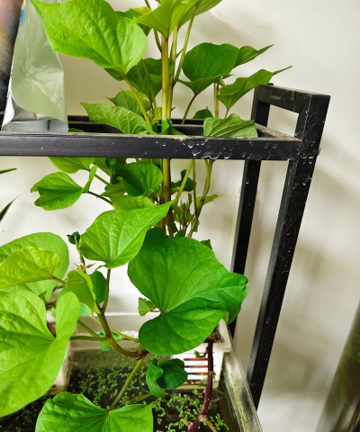 家庭养花用生根粉