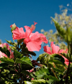 美国红扶桑开花什么