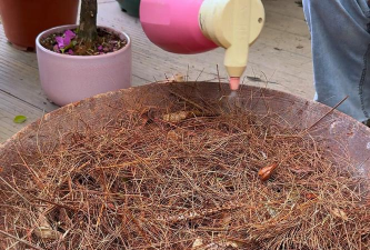 家庭养花用生根粉