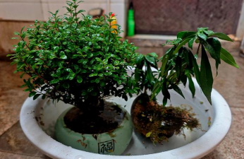 家庭养花用生根粉