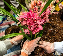 家庭养花用生根粉