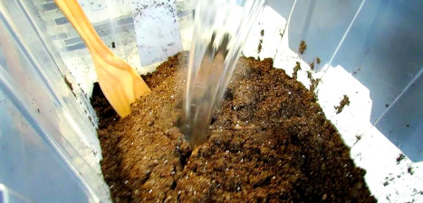 玫瑰花怎么养才不会枯萎，掌握浇水施肥技巧，轻松延长花期