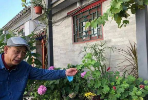 葡萄栽培，掌握关键技术，实现优质丰产