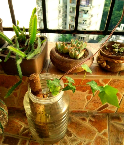 葡萄栽培，掌握关键技术，实现优质丰产