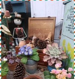 家庭养花用生根粉