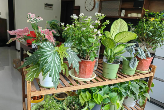 家庭养花用生根粉