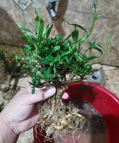 家庭养花用生根粉