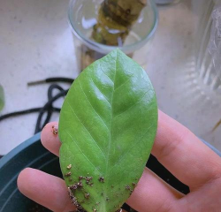 家庭养花用生根粉