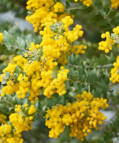 金合欢是什么花序