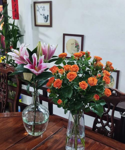 家庭养花用生根粉