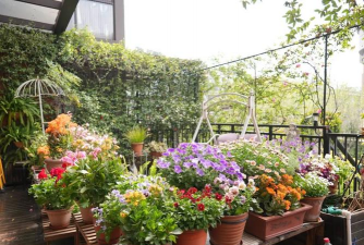 家庭养花用生根粉