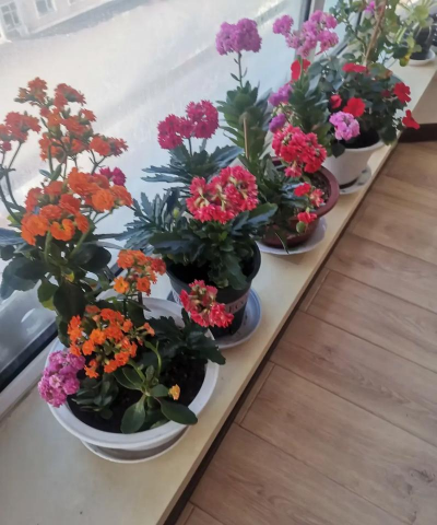 家庭养花用生根粉