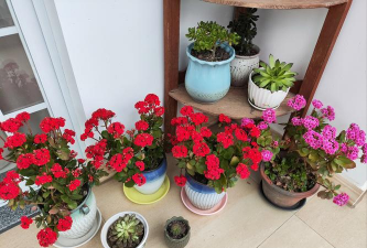 家庭养花用生根粉