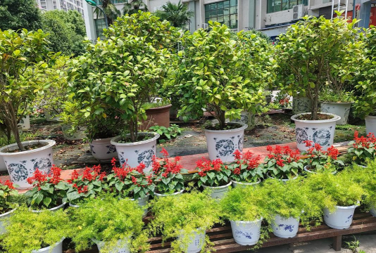 大金中学附近养花