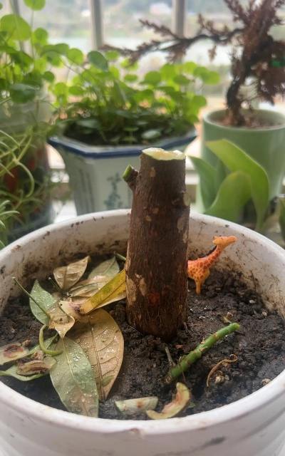 家庭养花用生根粉