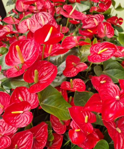 红黄叶叫什么花