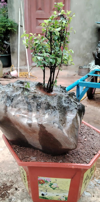 家庭养花用生根粉