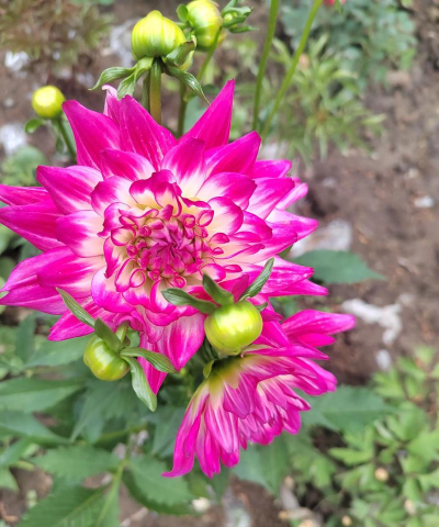 家庭养花用生根粉