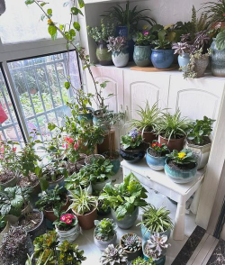 家庭养花用生根粉