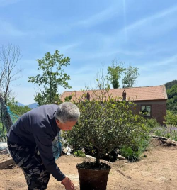 家庭养花用生根粉