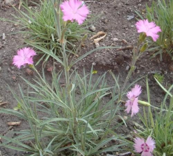 石麦是什么植物