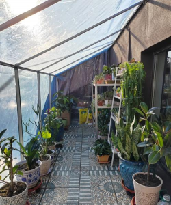 家庭养花用生根粉