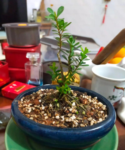 家庭养花用生根粉