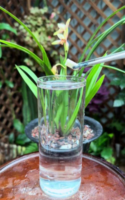 家庭养花用生根粉